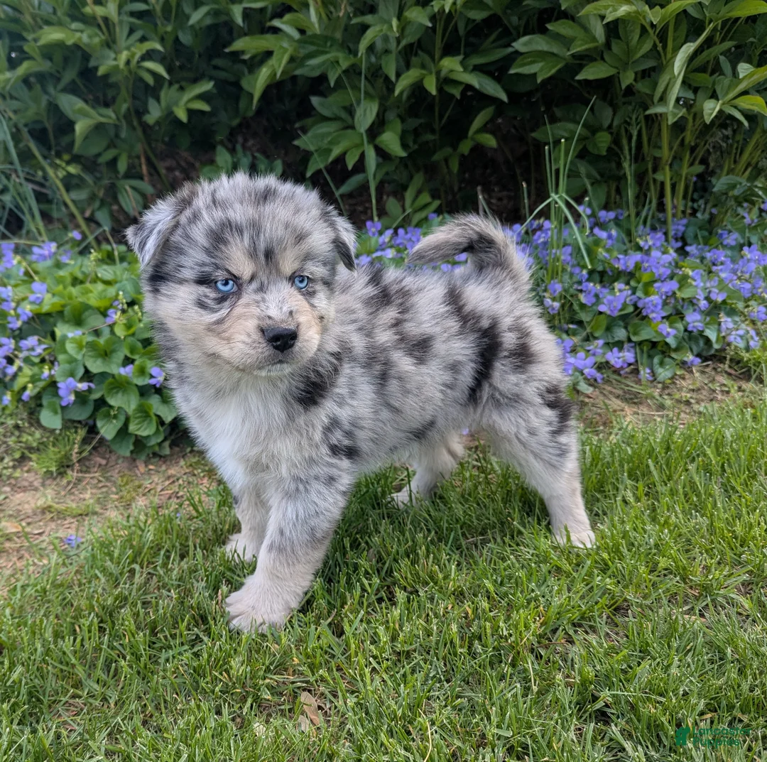 Pomsky dogs for sale: Mr Harley - Ad 3