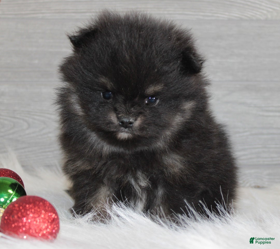 Pomeranian dogs for sale: Kason - Ad 12