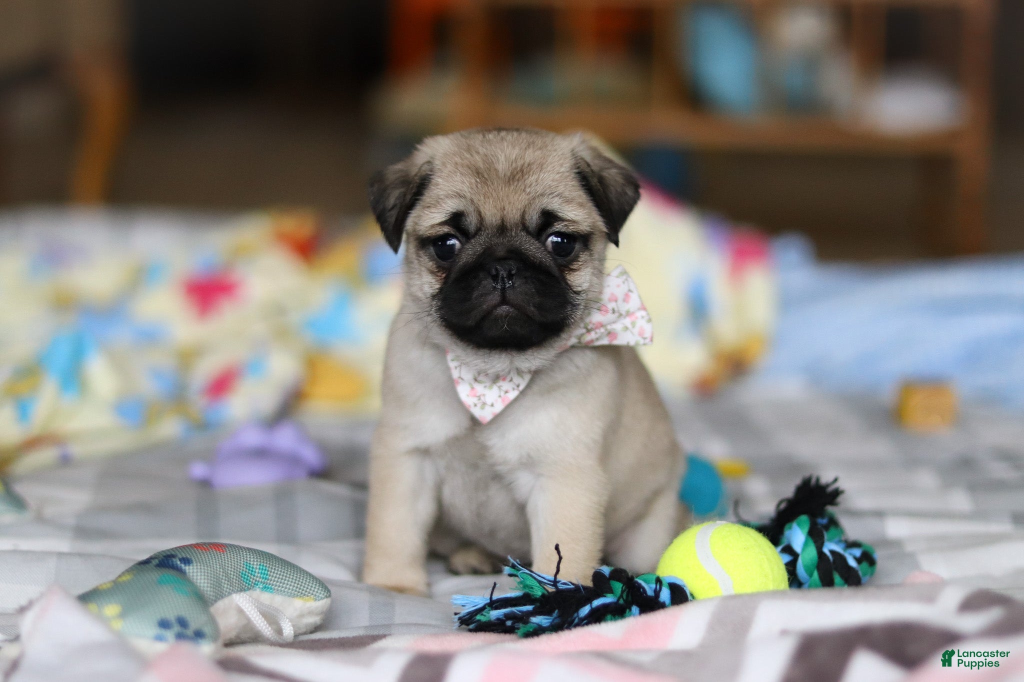 Pug dogs Pearl  - Ad 1