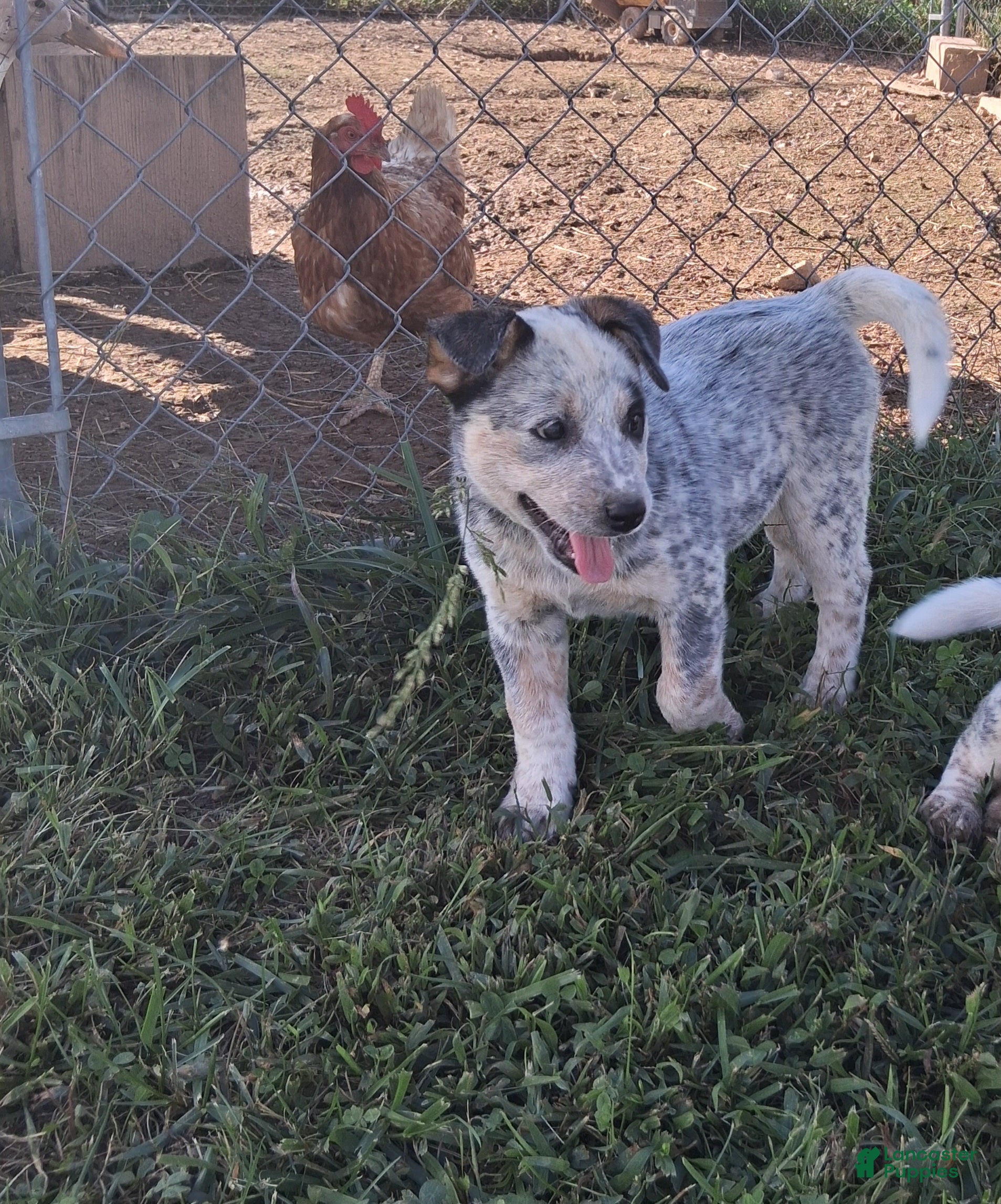 Australian Cattle Dog dogs AKC Australian Cattle Dog Miss Kit Kat    - Ad 1