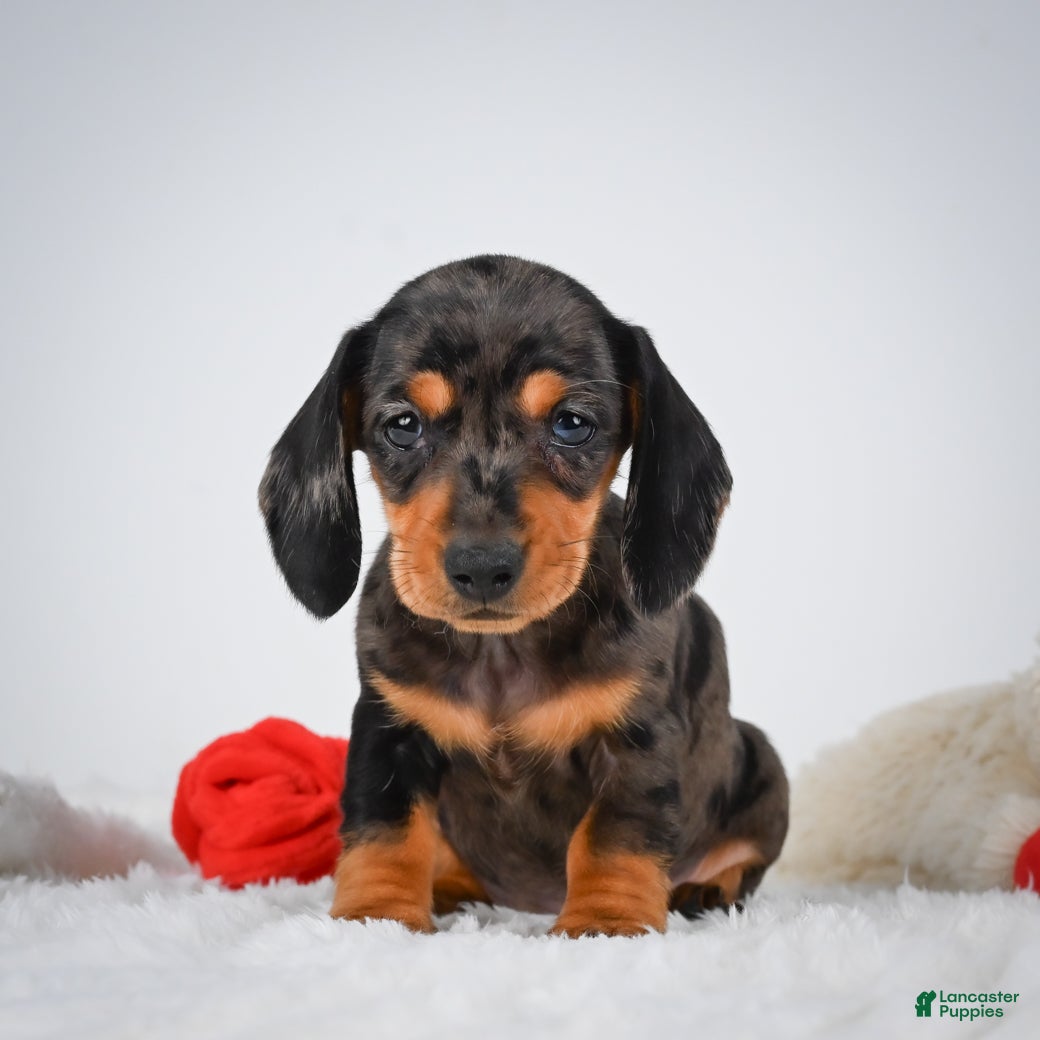 Miniature Dachshund dogs Basil - Ad 2