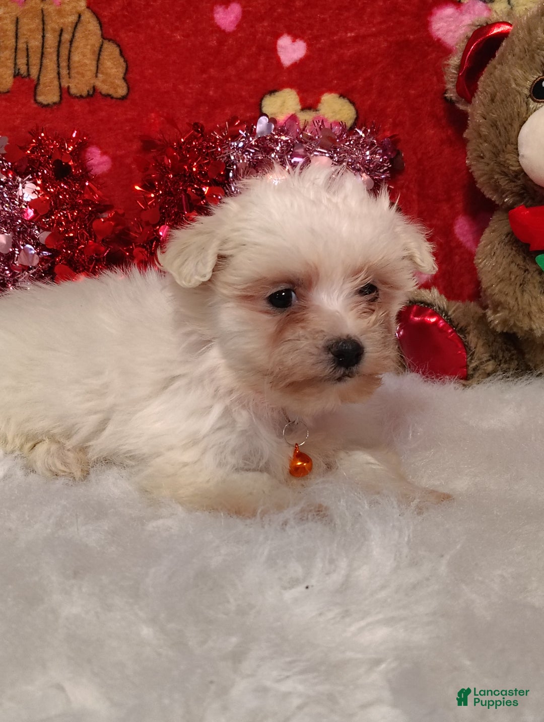 Maltese dogs for sale: Peg - Peg - Ad 5