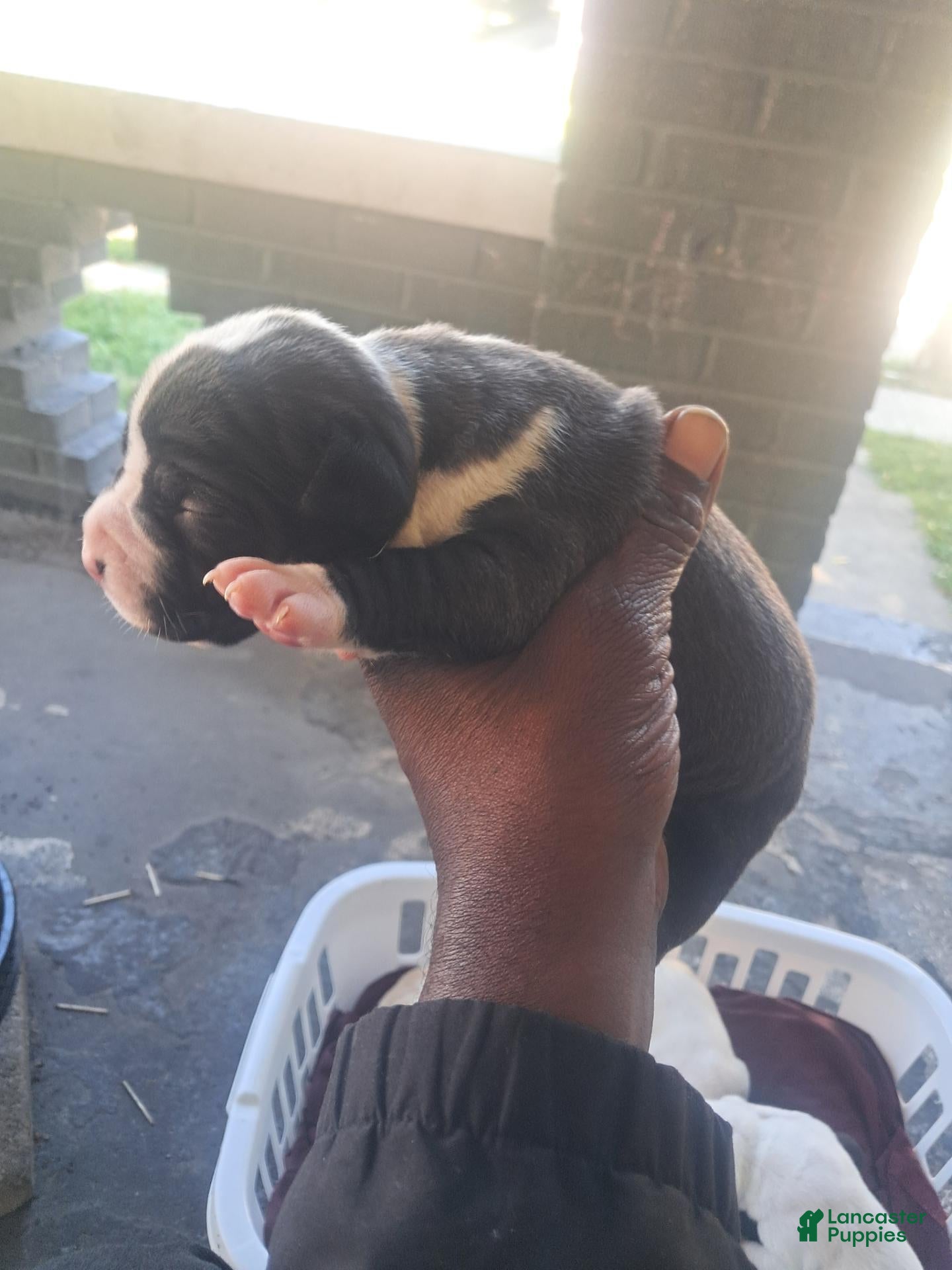 American Pit Bull Terrier (American Pit Bull Terrier, Male) in Cleveland, OH