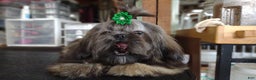 Shih Tzu dogs for sale: Ewok Naturally-reared - Ad 3