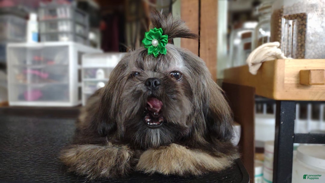 Shih Tzu dogs for sale: Ewok Naturally-reared - Ad 3