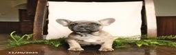 French Bulldog dogs for sale: Annie - Ad 7