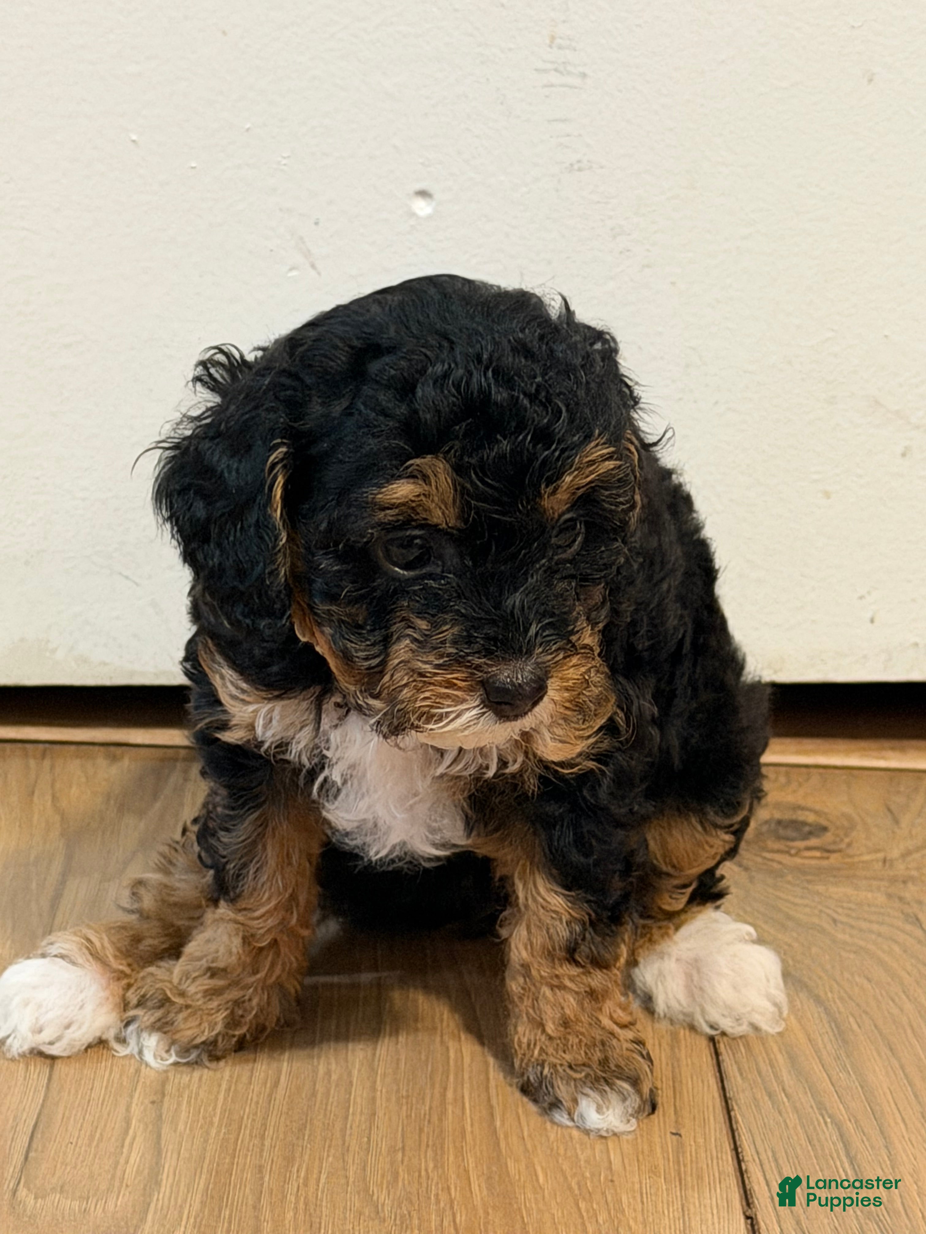 Miniature Poodle dogs for sale: Baby - Ad 15