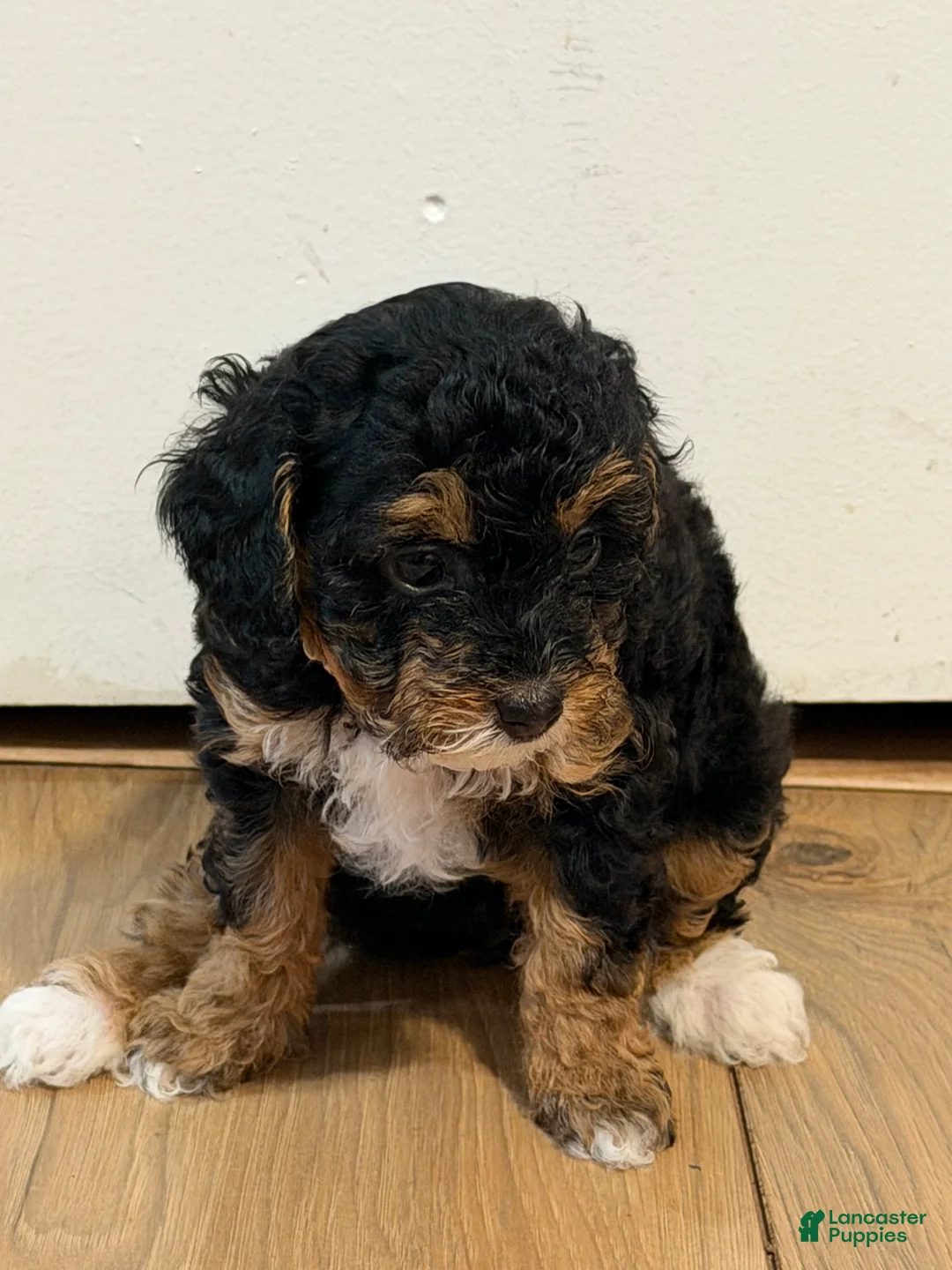 Miniature Poodle dogs for sale: Baby - Ad 1