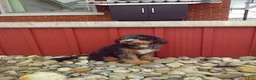 Mini Bernedoodle dogs for sale: Nicki - Ad 9