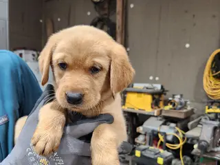 Goldador dogs for sale: Goldador Puppy yellow collar - Ad 2