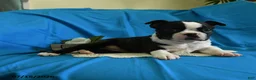 Boston Terrier dogs for sale: Wanitta - Ad 5