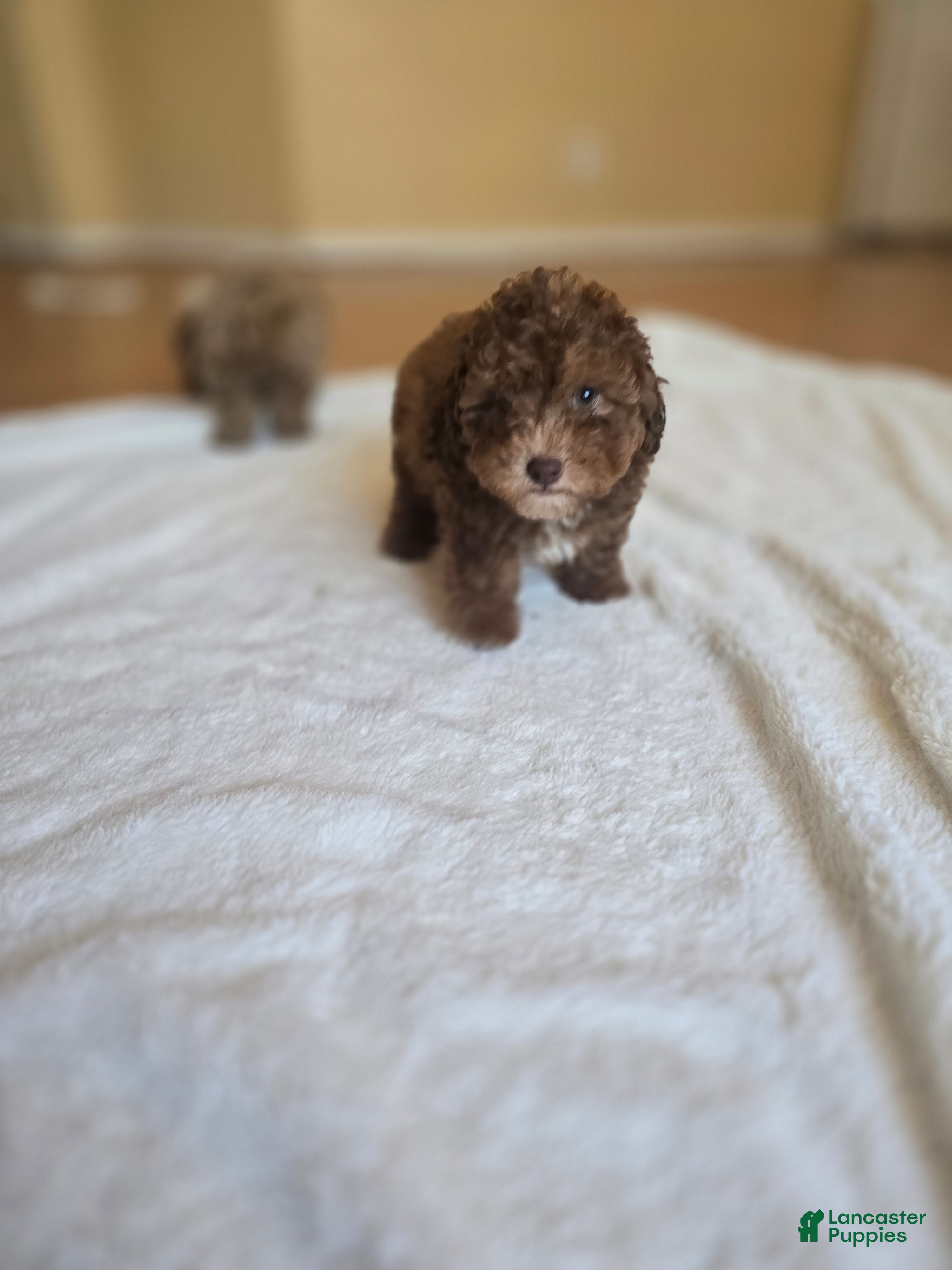 Maltipoo dogs  Choco - Ad 1