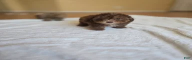  Choco