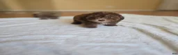 Maltipoo dogs for sale:  Choco - Ad 1