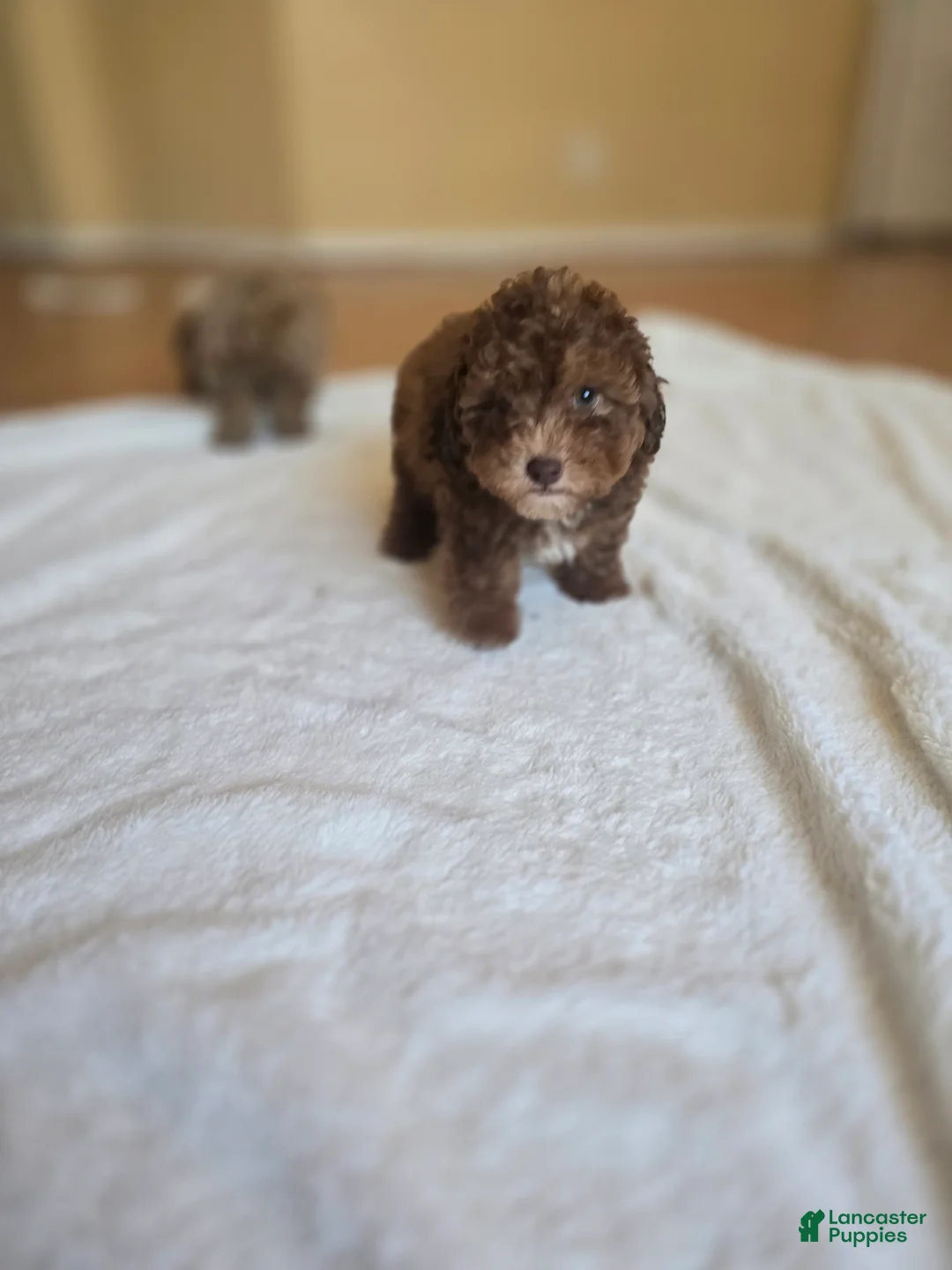 Maltipoo dogs for sale:  Choco - Ad 1