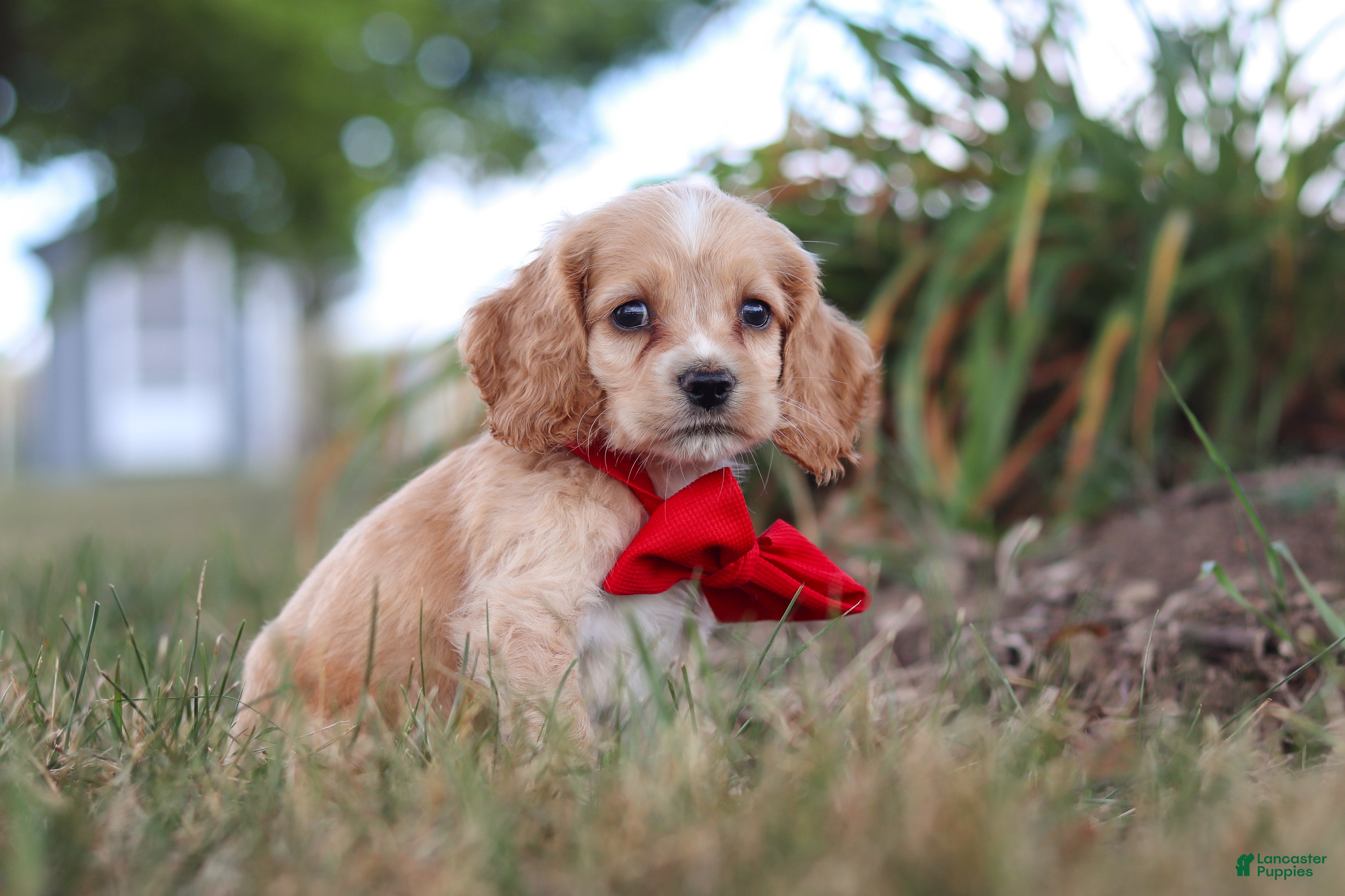 Cocker Spaniel dogs Boone - Ad 2