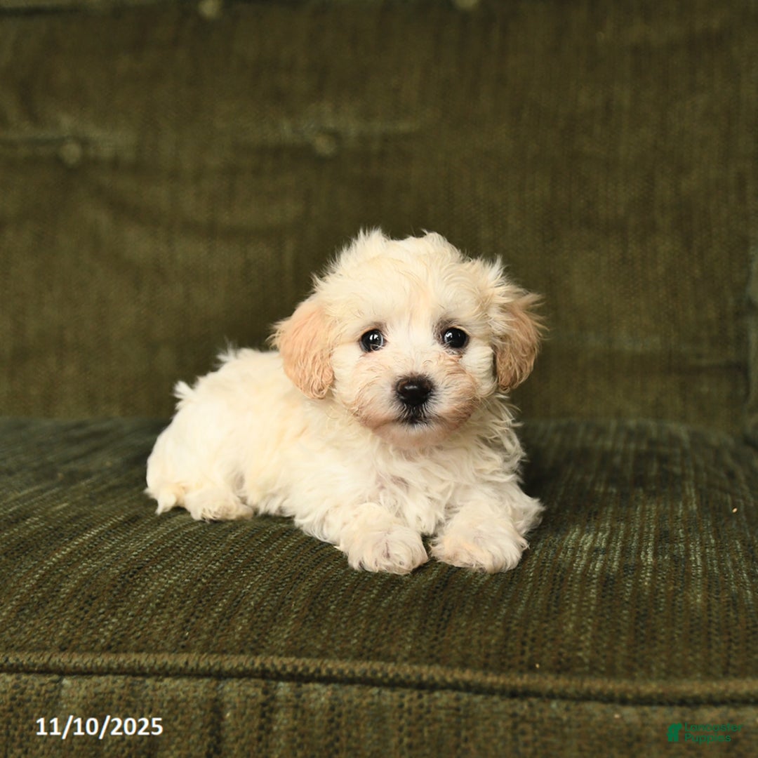 Maltipoo dogs for sale: Landon - Ad 4