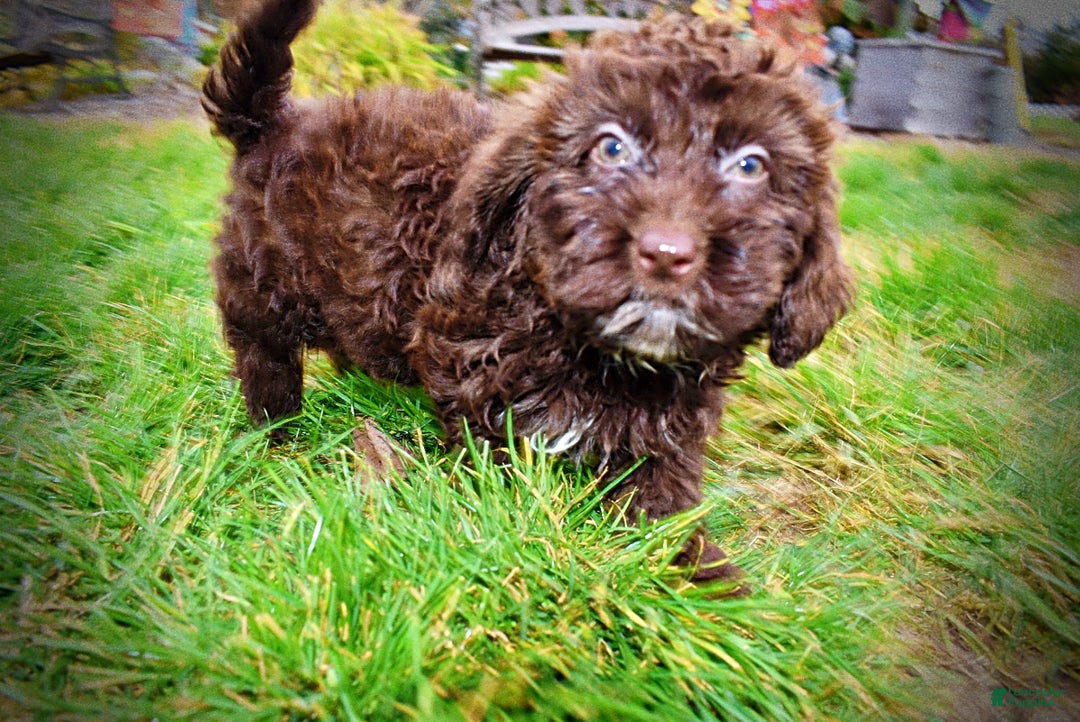 Havapoo dogs for sale: Lady - Ad 12