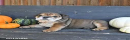 English Bulldog dogs for sale: June - Ad 5
