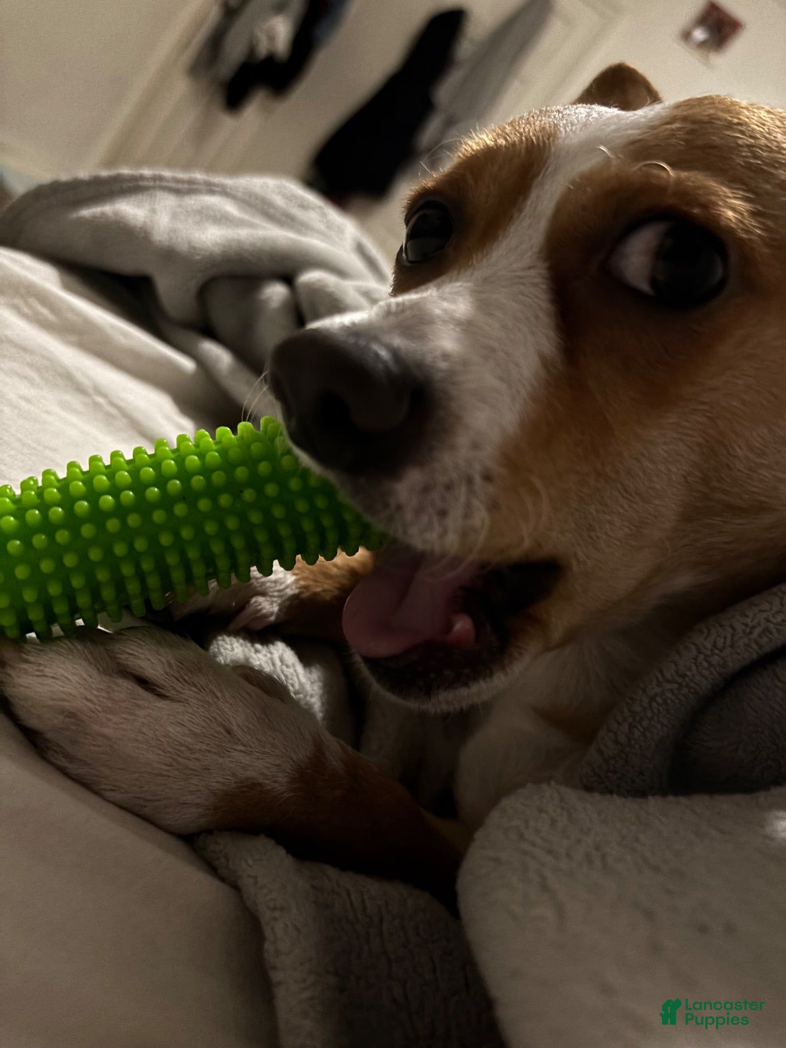 Mixed Breed dogs Mixed Breed Puppy 1 - Ad 3