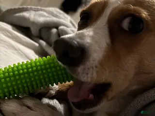 Mixed Breed dogs Mixed Breed Puppy 1 - Ad 3