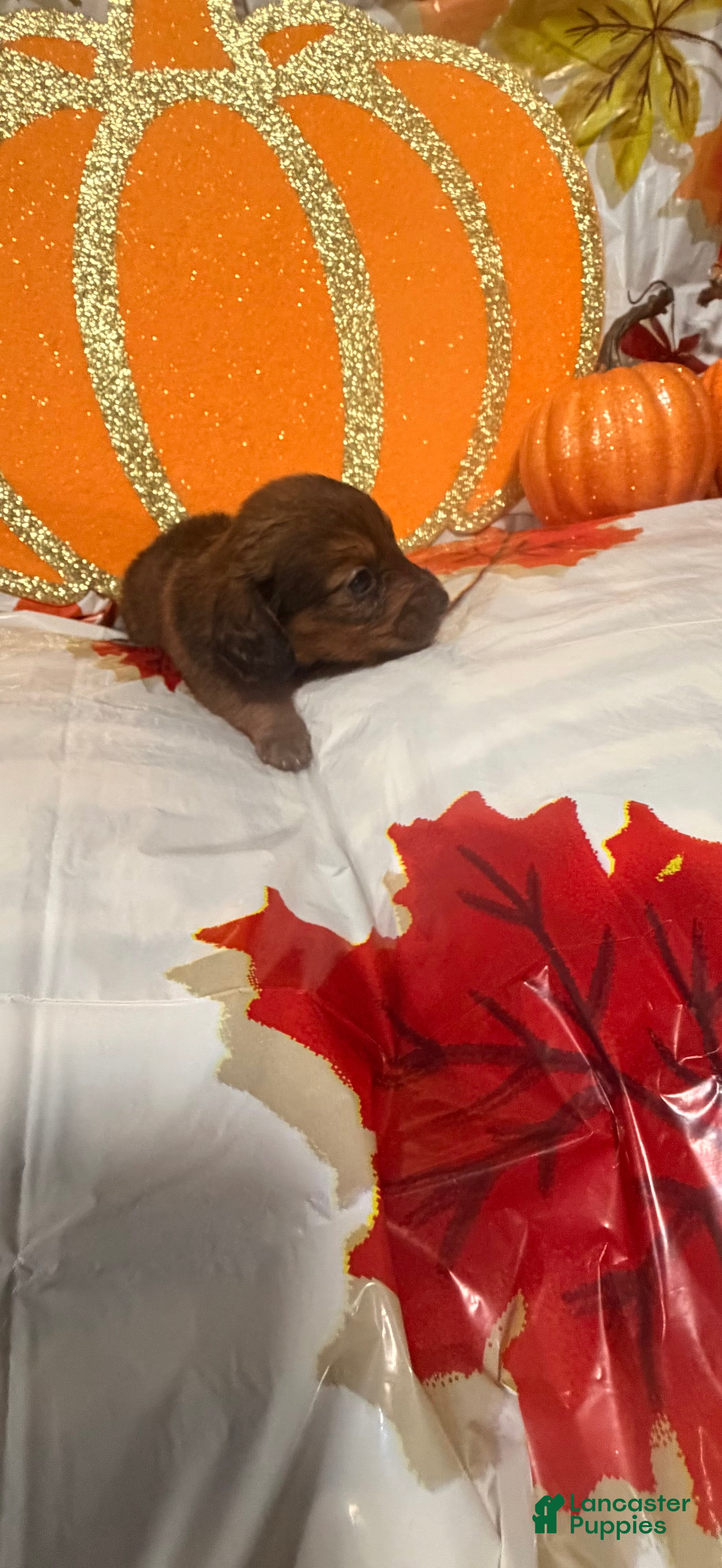 Dachshund dogs Dachshund 3 - Ad 18