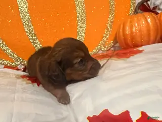 Dachshund dogs Dachshund 3 - Ad 7