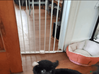 Miniature Poodle dogs - Ad 39