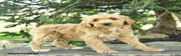 Goldendoodle dogs for sale: Monty - Ad 7
