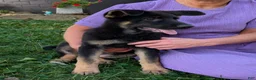 German Shepherd dogs for sale: Mati - Ad 8