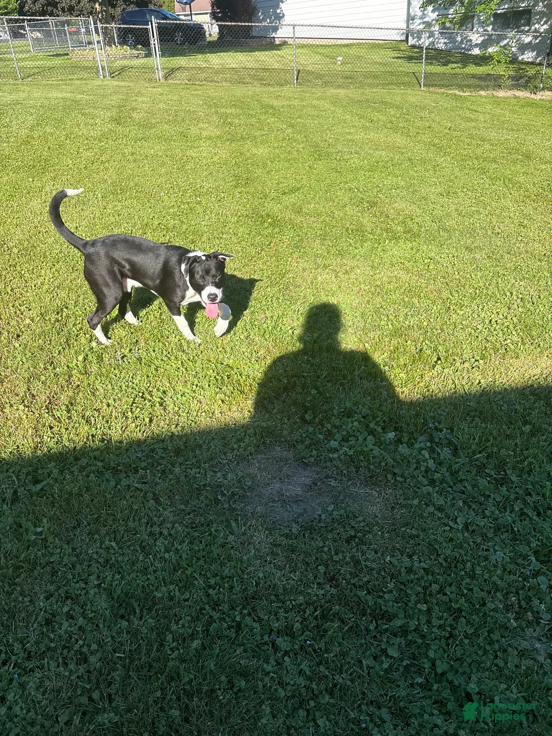 Mixed Breed dogs for sale: Mixed Breed 1 - Ad 1