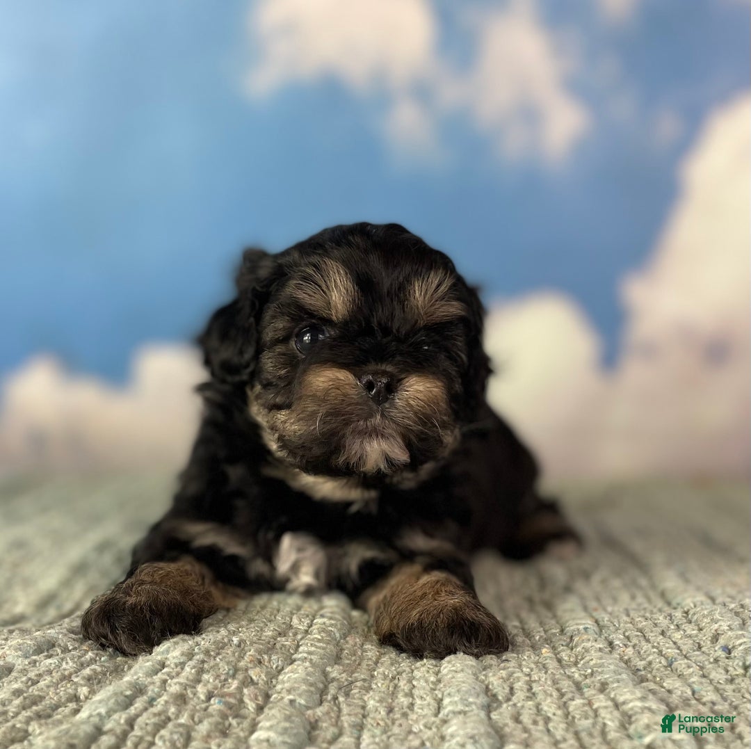 Mixed Breed dogs for sale: Maci - Ad 5