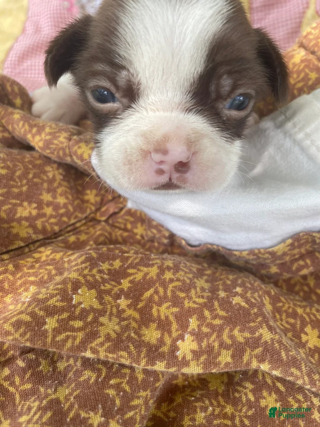 Boston Terrier dogs for sale: Mikey - Ad 1