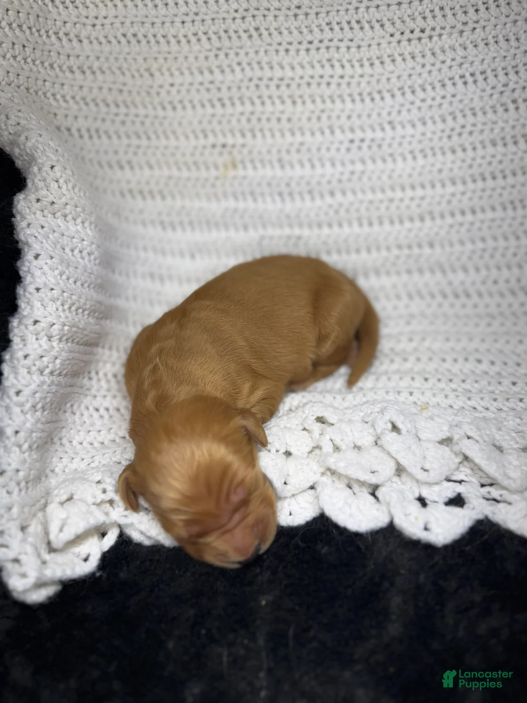 Golden Retriever dogs for sale: Golden Retriever Puppy 8 - Ad 1