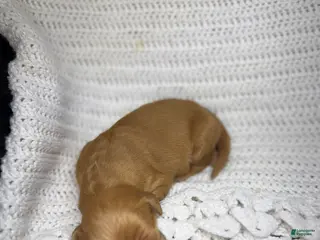 Golden Retriever dogs Golden Retriever Puppy 8 - Ad 40