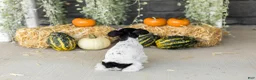 Miniature Schnauzer dogs for sale: Sassy  - Ad 6