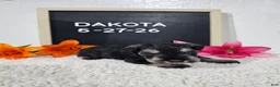 Miniature Schnauzer dogs for sale: Dakota - Ad 4