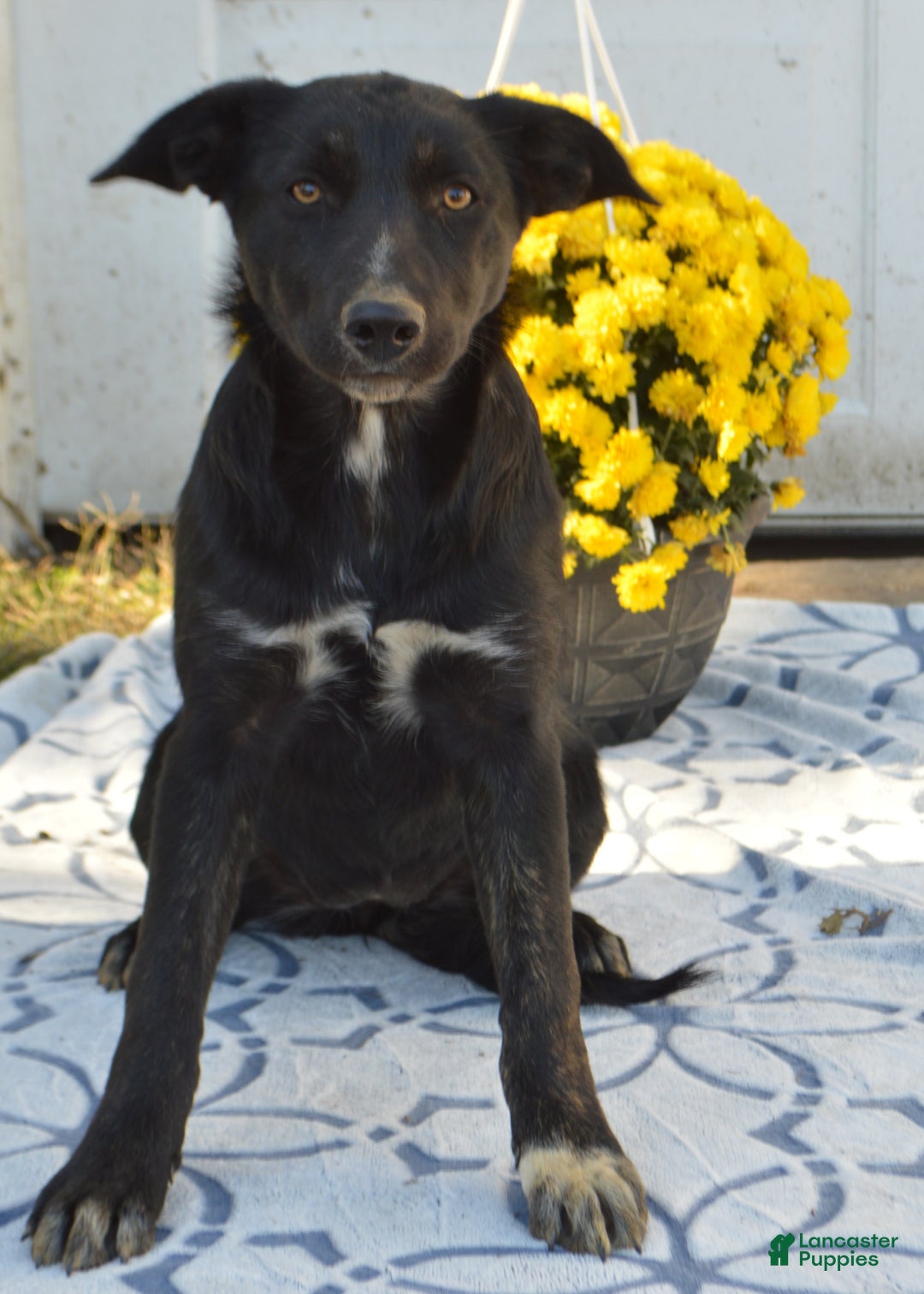 Mixed Breed dogs for sale: Allie - Ad 2