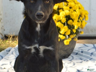 Mixed Breed dogs - Ad 24