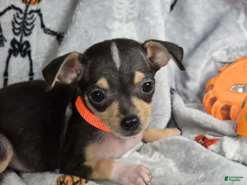 Tri color Chihuahua Puppies for sale Lancaster Puppies