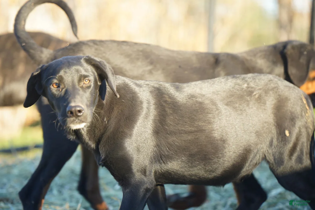 Mixed Breed dogs for sale: Jet Tiscar Farm Dog - Ad 21