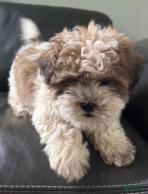 Teddy Bear dogs for sale: Teddy Bear Puppy 1 - Ad 1