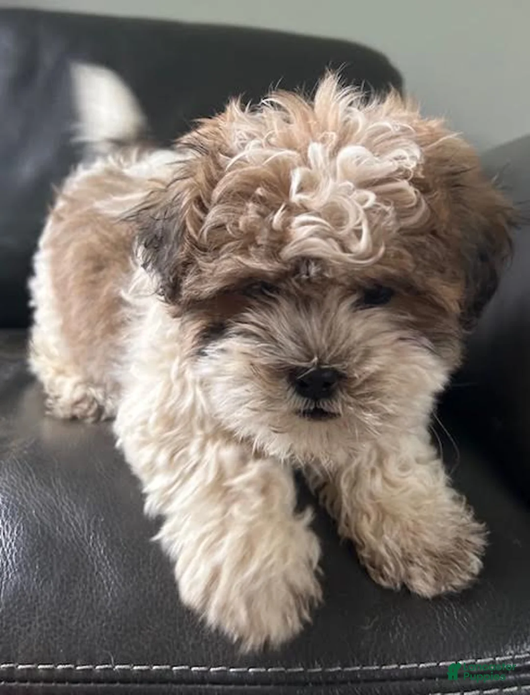 Teddy Bear dogs for sale: Teddy Bear Puppy 1 - Ad 1
