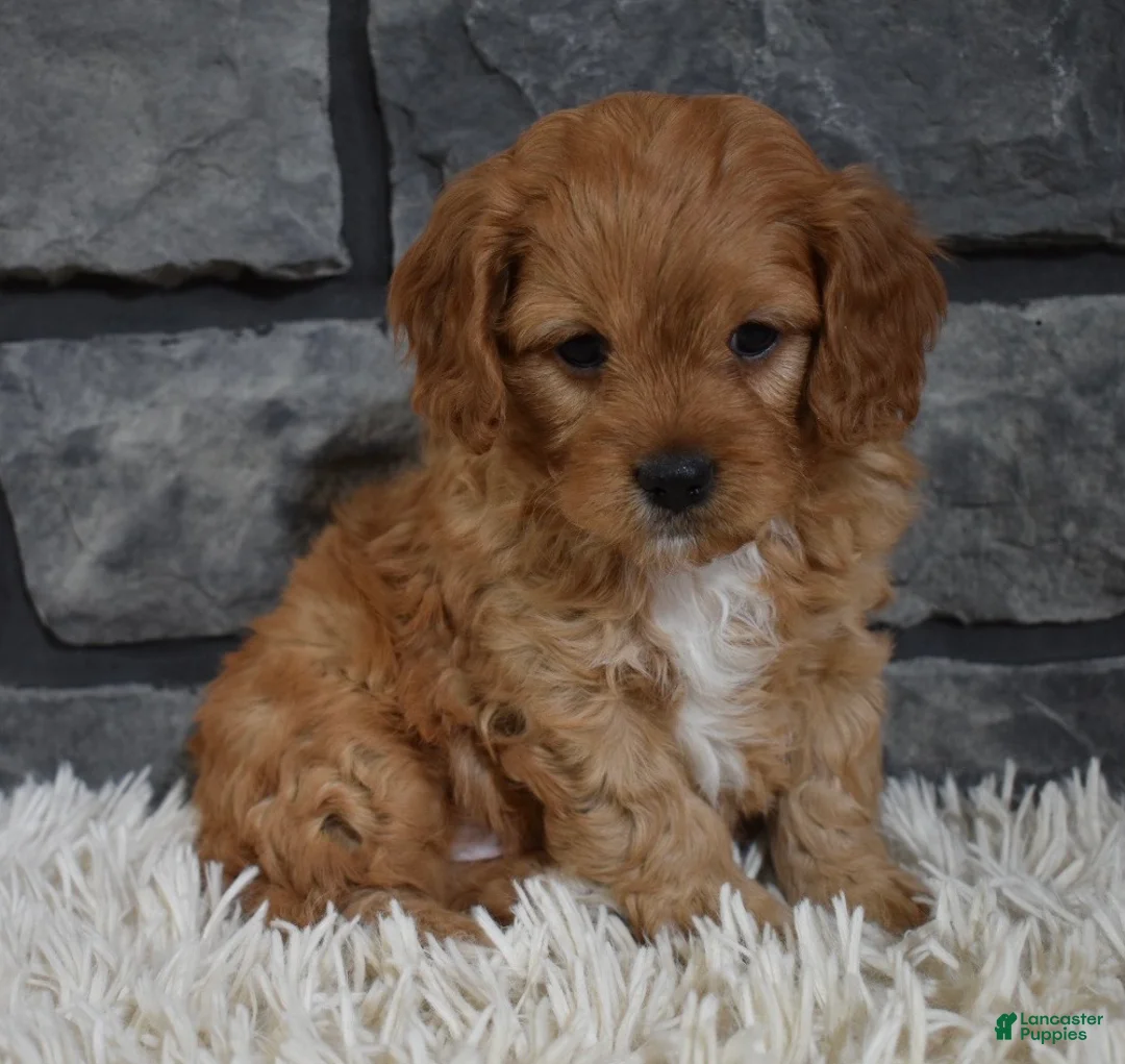 Cavapoo dogs for sale: Parker - Ad 2