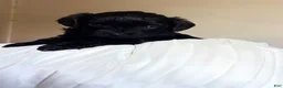 Shihpoo dogs for sale: Araya  - Ad 3