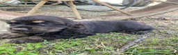 Cocker Spaniel dogs for sale: Merika - Ad 10
