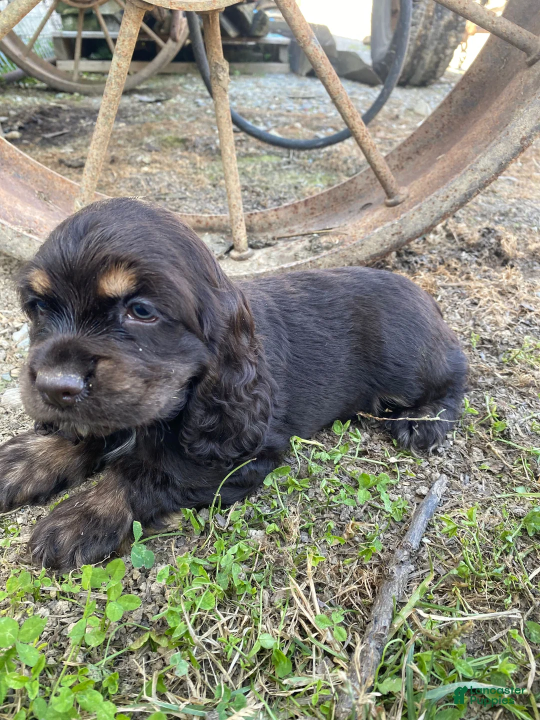Cocker Spaniel dogs for sale: Merika - Ad 10