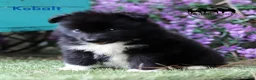 Nenets Herding Laika dogs for sale: Nenets Herding Laika 1 - Ad 1