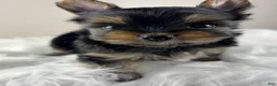 Yorkshire Terrier dogs for sale: Mikey - Ad 5