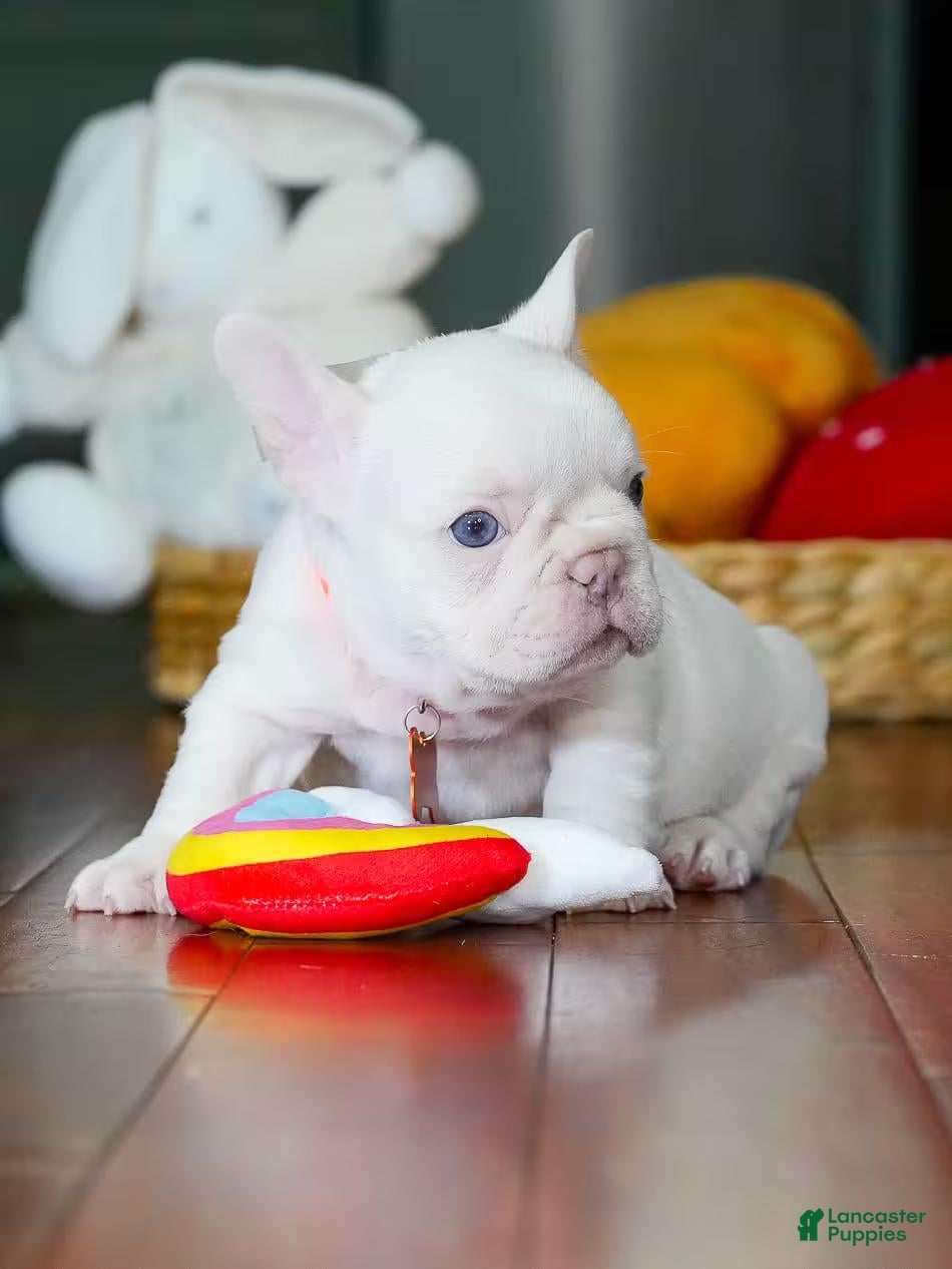 French Bulldog dogs for sale: French Bulldog 3 - Ad 32